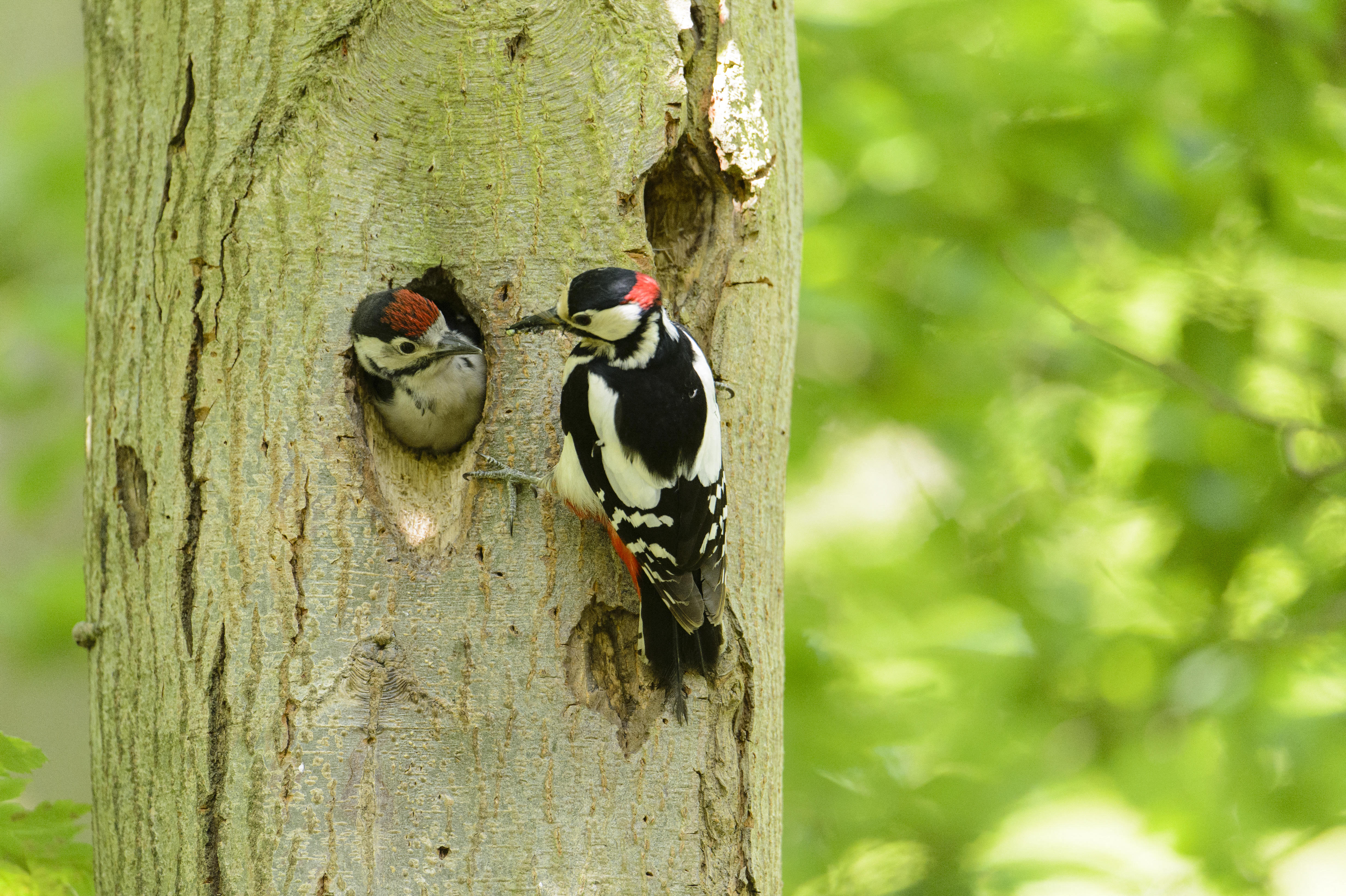 Great spotted woodpecker