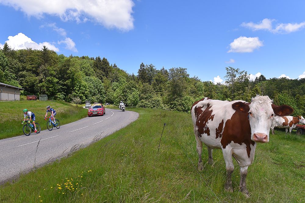 Cow.
