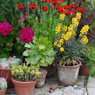 potted plants in garden