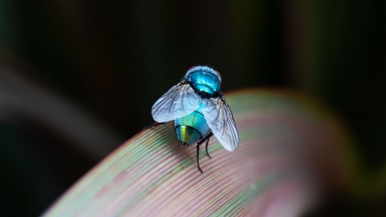 green bottle fly on a leaf