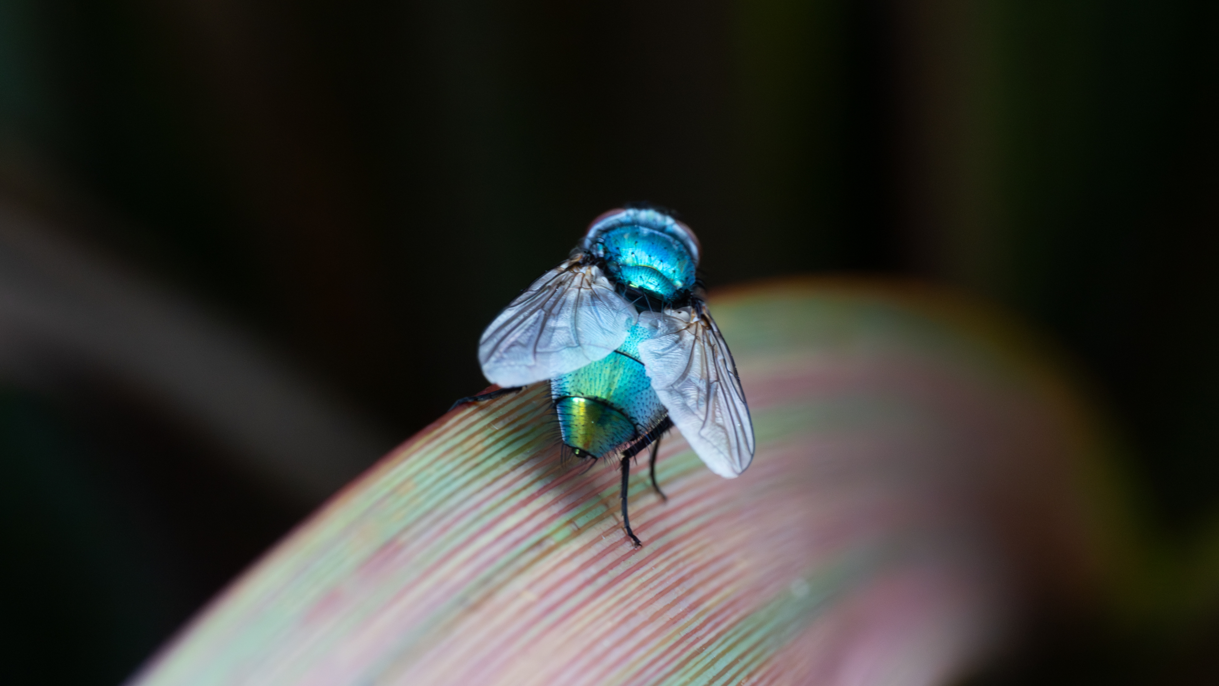 green bottle fly on a leaf