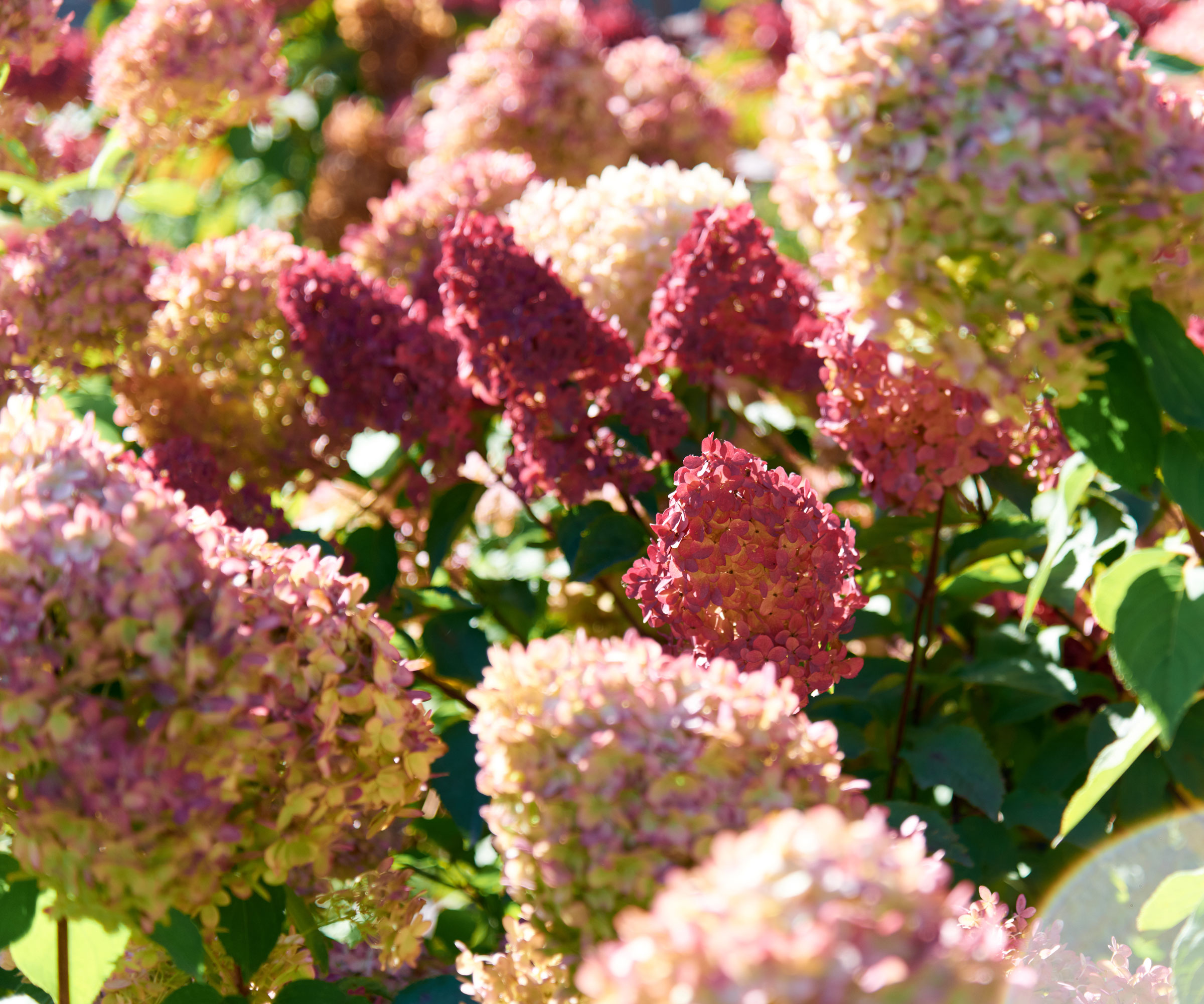 Vanilla Strawberry hydrangea in bloom