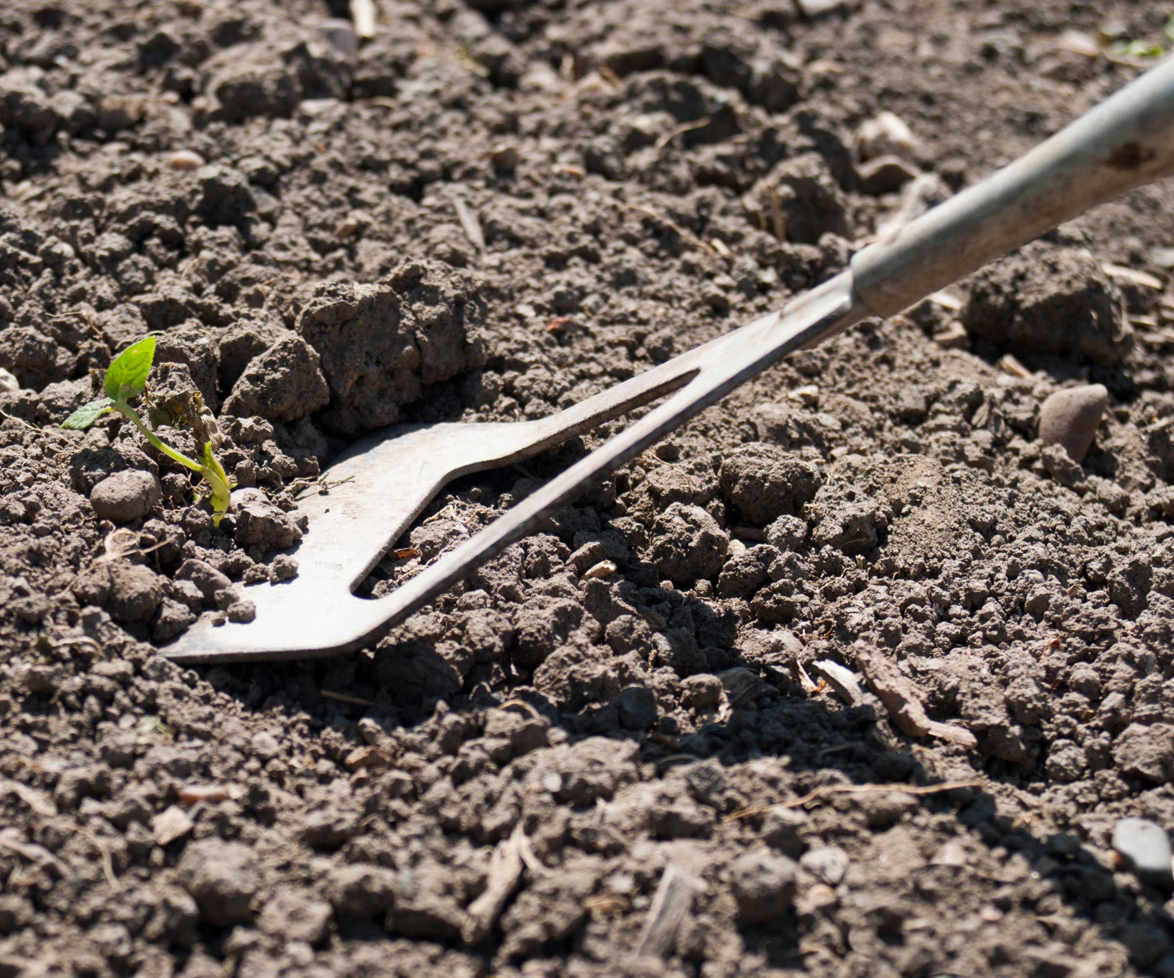 garden hoe removing weed