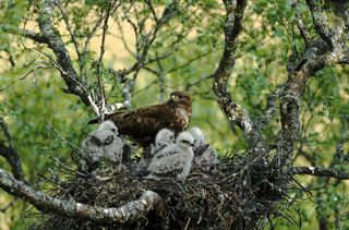 how to identify bird nests