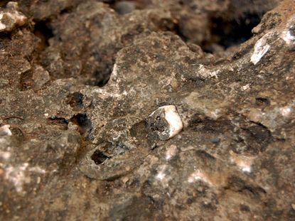 The tooth of a hominid, Australopithecus sediba, embedded in a rock that contains significant parts of a skeleton of this early human ancestor.