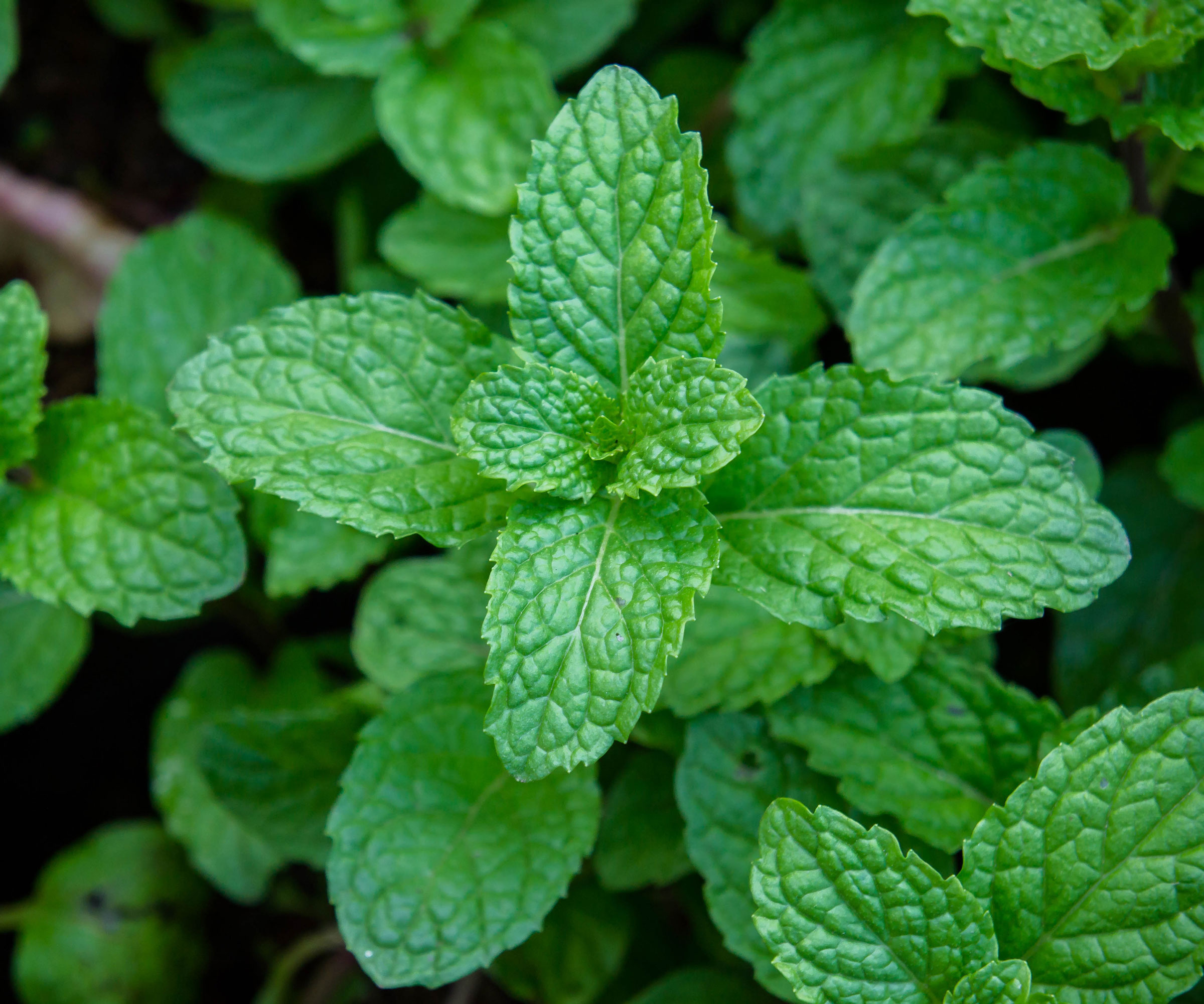 mint plant growing in garden
