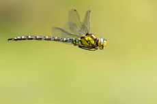 Southern hawker (Aeshna cyanea) dragonfly in flight, Broxwater, Cornwall. Credit: Ross Hoddinott / naturepl.com