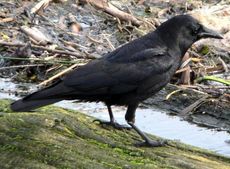 corvus_brachyrhynchos-110729-02