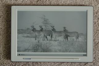 Photograph of zebra in the bush