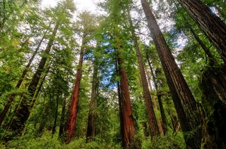 Redwood trees in California&#039;s Big Basin Redwoods State Park