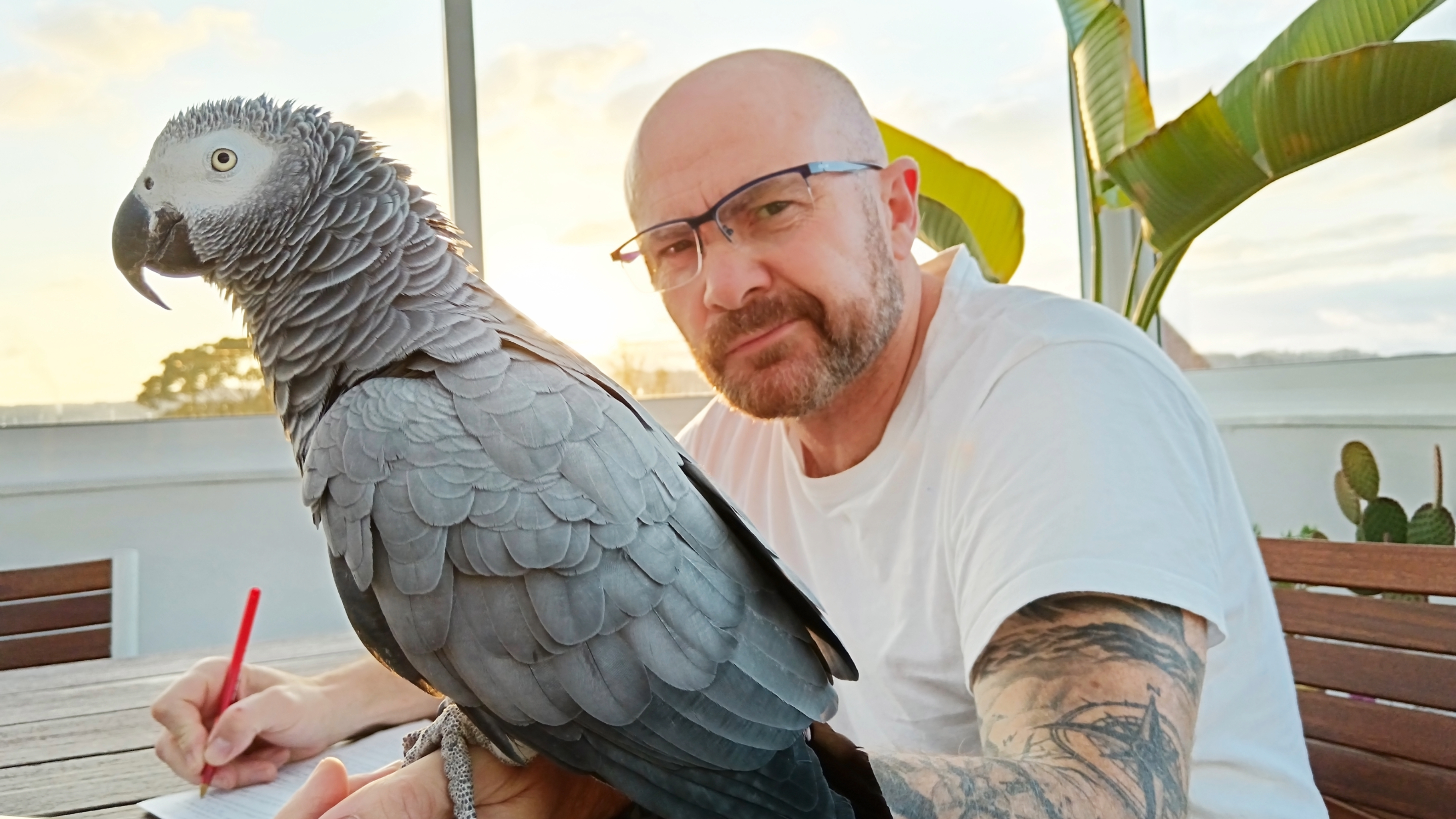 African Grey Parrot