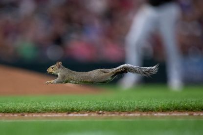 A squirrel leaps across the field at a baseball game.