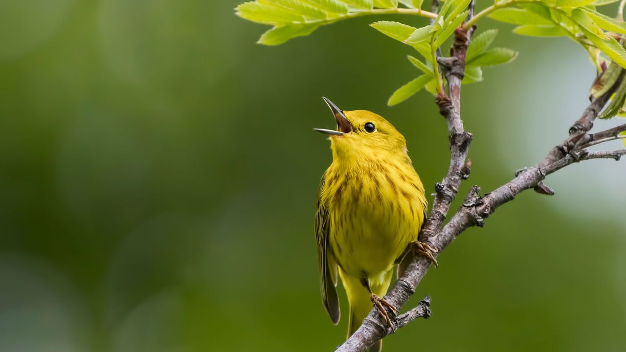 yellow warbler in backyard