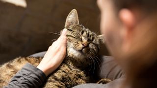 Best dog and cat names — cat cuddling with man