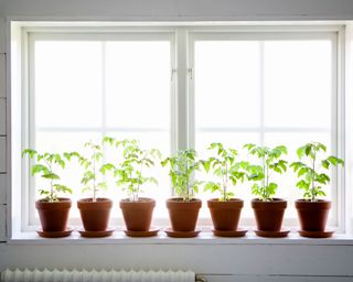 row of tomato plants on a windowsill