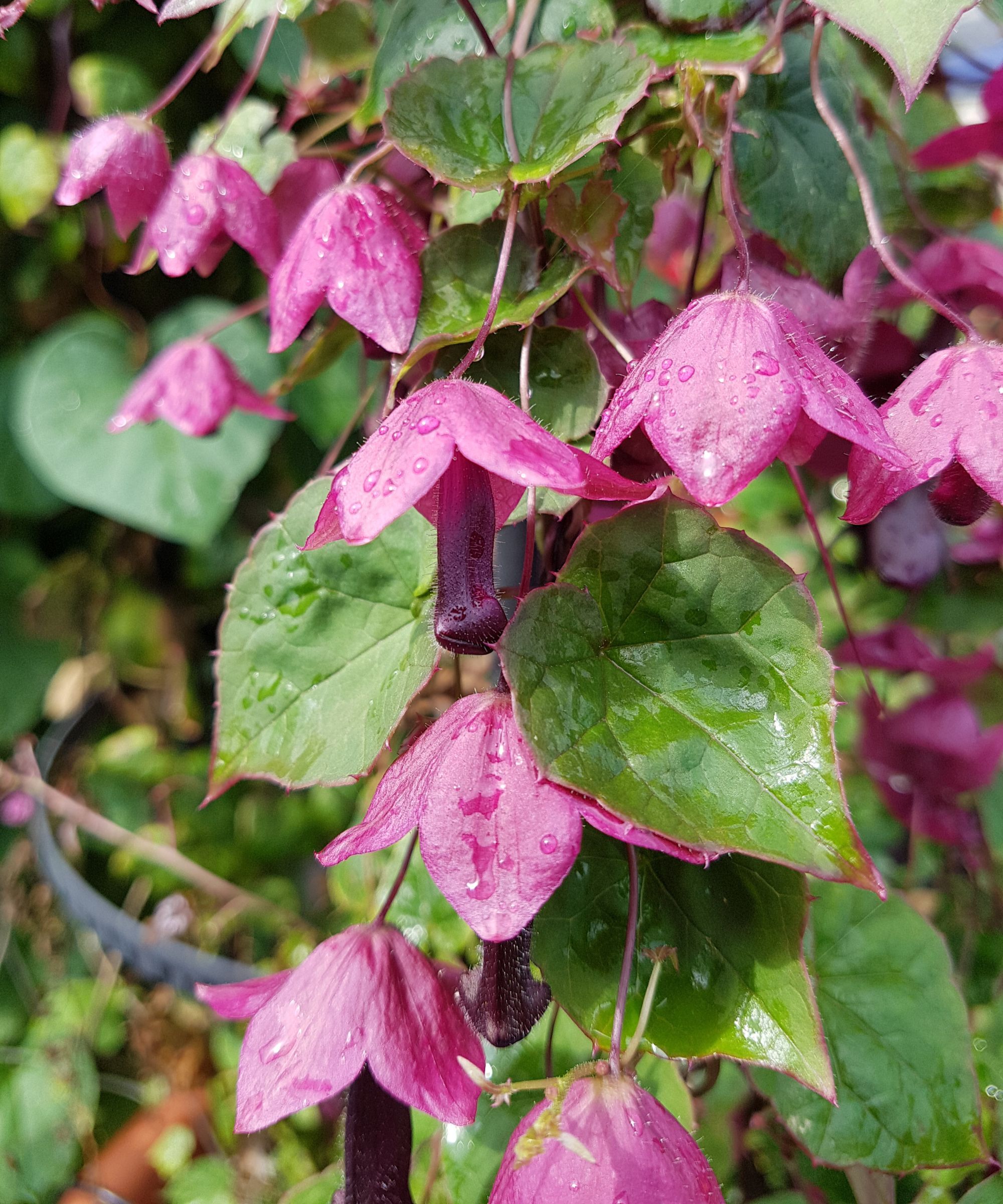 purple bell vine