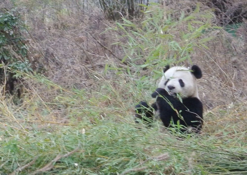 Giant panda in Wolong