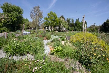 Mr Little's garden incorporates a variety of growing media designed to attract as great a diversity of plants and wildlife as possible.