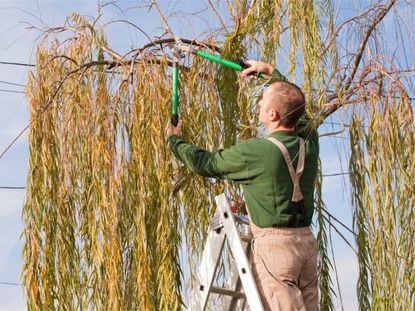 A man on a ladder prunes a weeping willow tree