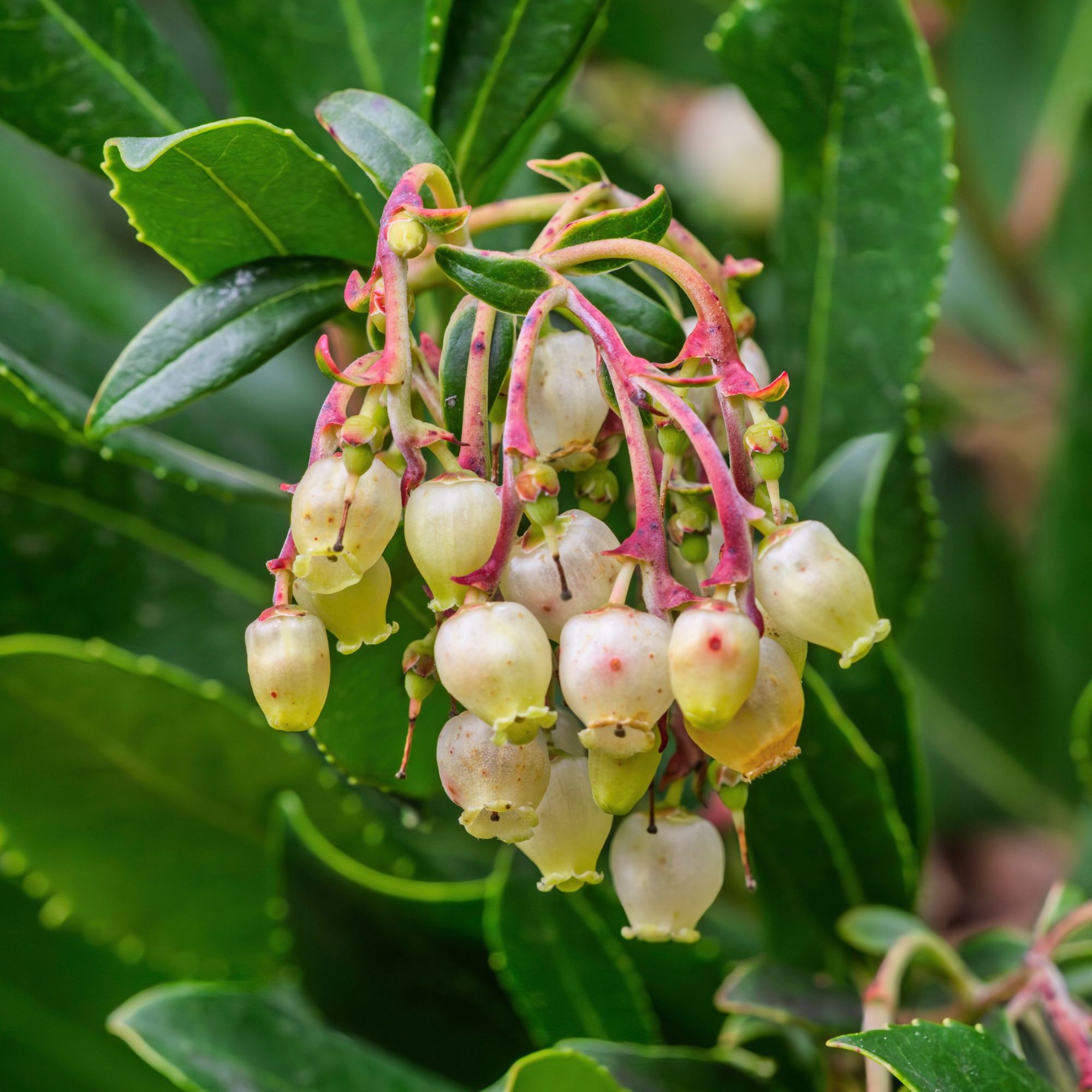 Strawberry tree flowers