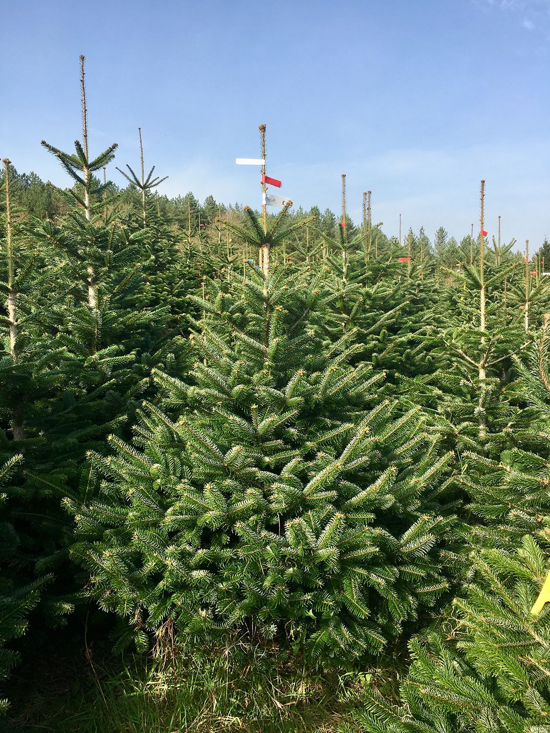 Real Christmas trees delivered your guide to the best in the UK