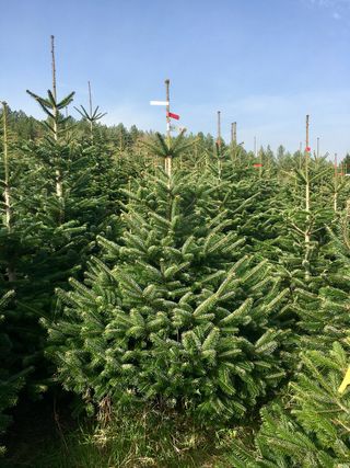 Real Christmas trees delivered