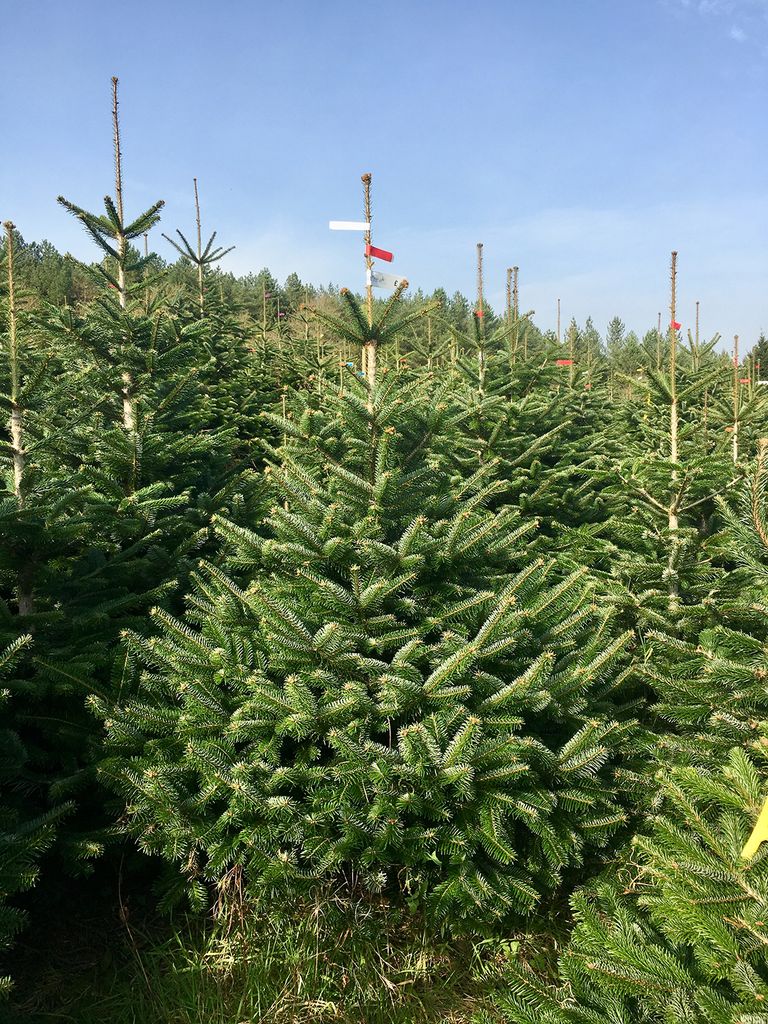 Real Christmas trees delivered your guide to the best in the UK