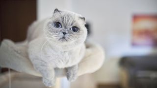 close up of a grey Scottish fold cat with blue eyes