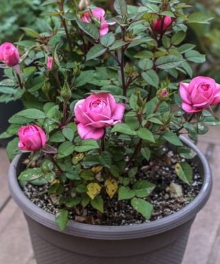 pink rose bush in small black pot