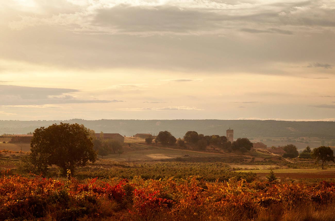 Cillar-de-Silos-Ribera-del-Duero.jpg
