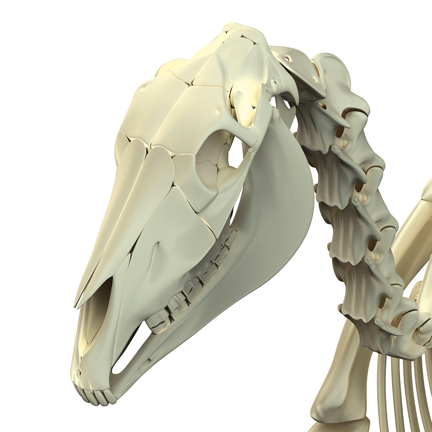 EWA9W0 Horse Skull Cranium - Horse Equus Anatomy - isolated on white