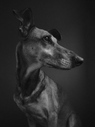 Black and white profile portrait of a dog, looking out of the frame to the side