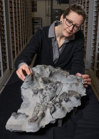 Dr Elsa Panciroli with the Elgol dinosaur fossil