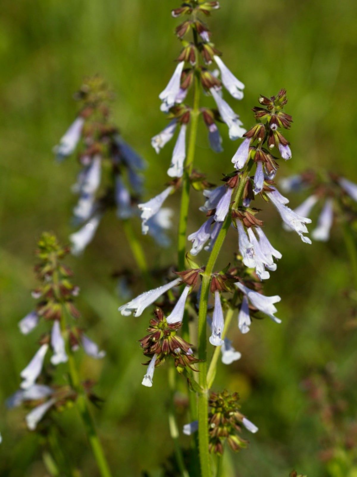 Blooming Lyreleaf Sage Plants