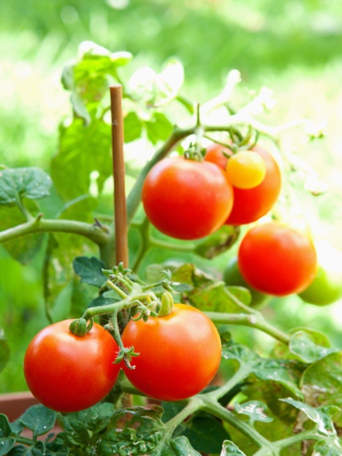 End Rot On Tomato Blossoms