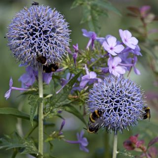 Echinops are a magnet for bees
