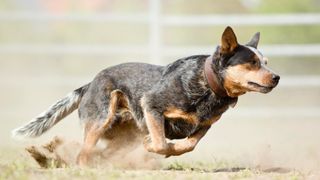 Australian cattle dog sprinting