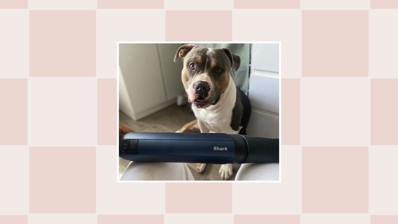 Hugo the Boss American XL Bully with Shark Wandvac Pet Pro handheld vacuum