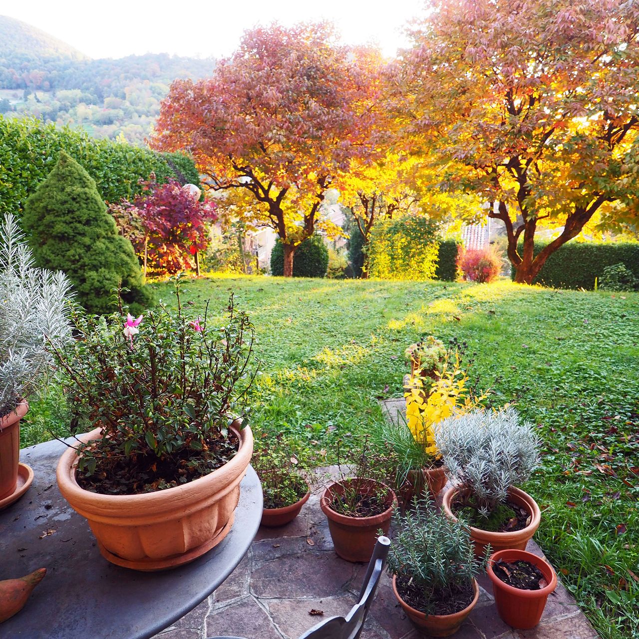 Idyllic early autumn garden corner with different kitchen herbs. Laurel hedge with ornamental shrubs, colorful persimmon trees and rolling hills in the background.