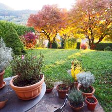 Idyllic early autumn garden corner with different kitchen herbs. Laurel hedge with ornamental shrubs, colorful persimmon trees and rolling hills in the background.