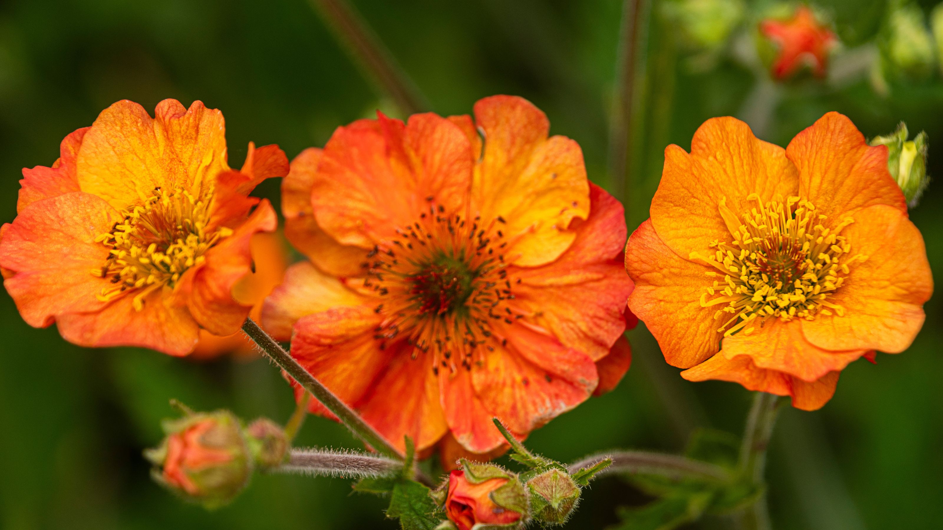 Three blooms of the Totally Tangerine Geum, blooming side by side.