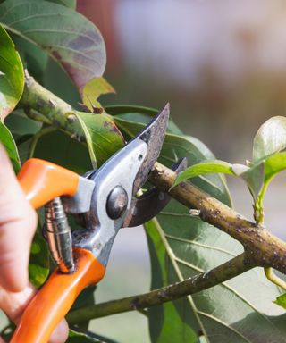 pruning a tree branch using secateurs