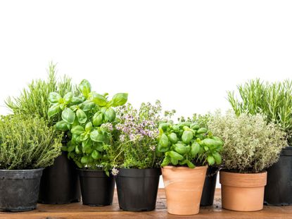 Individually Potted Herb Plants