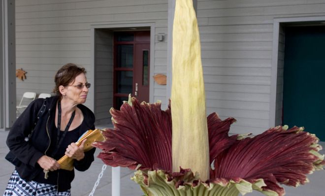 Amorphophallus titanum