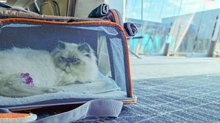 Cat in carrier at airport