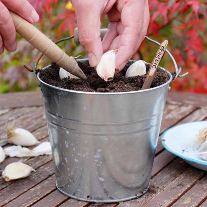 planting garlic cloves in a metal planter using a dibber