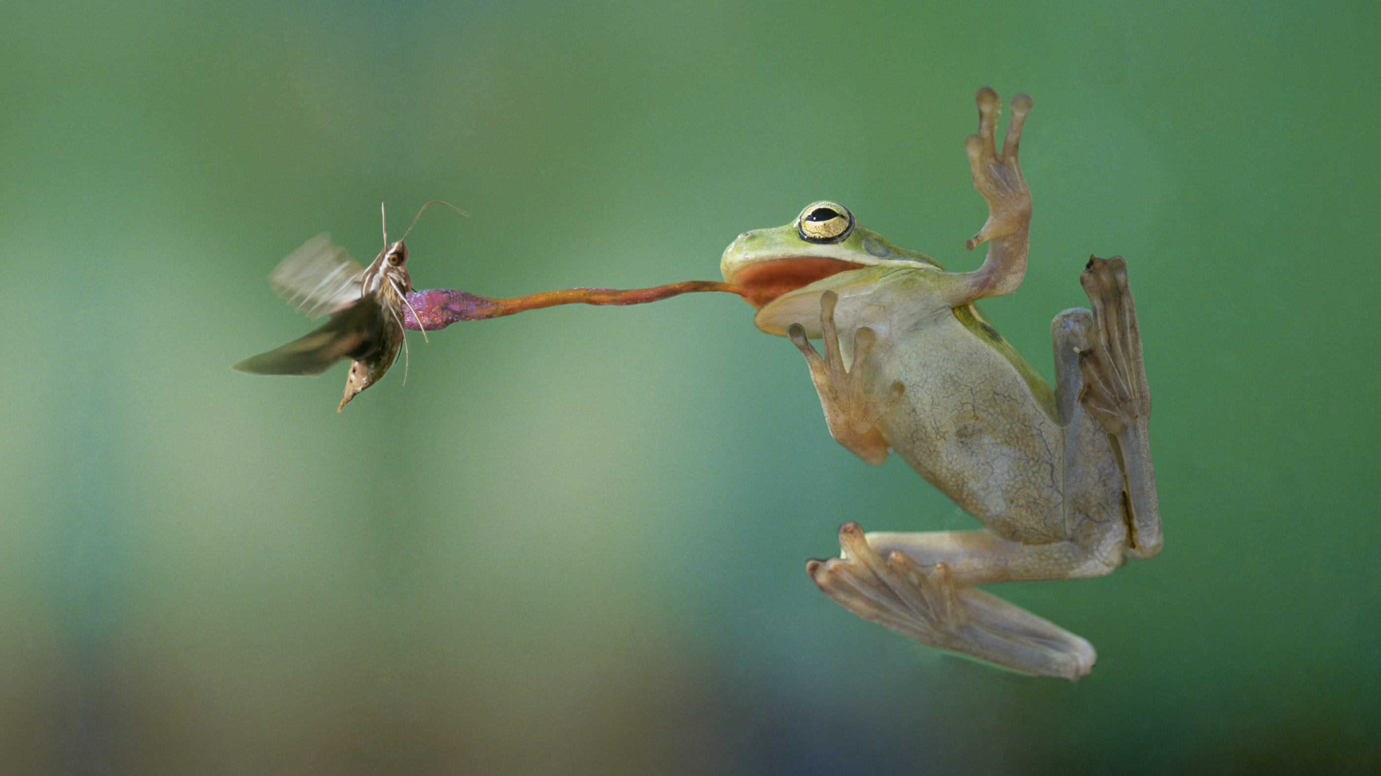 A green tree frog catching a hawk moth.