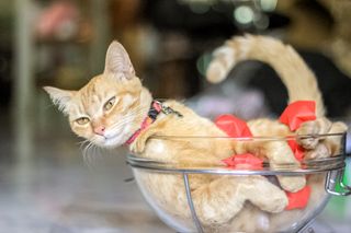 Orange cat in a glass bowl.
