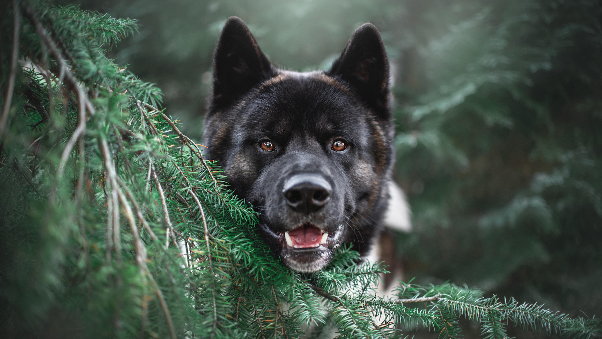 Akita portrait