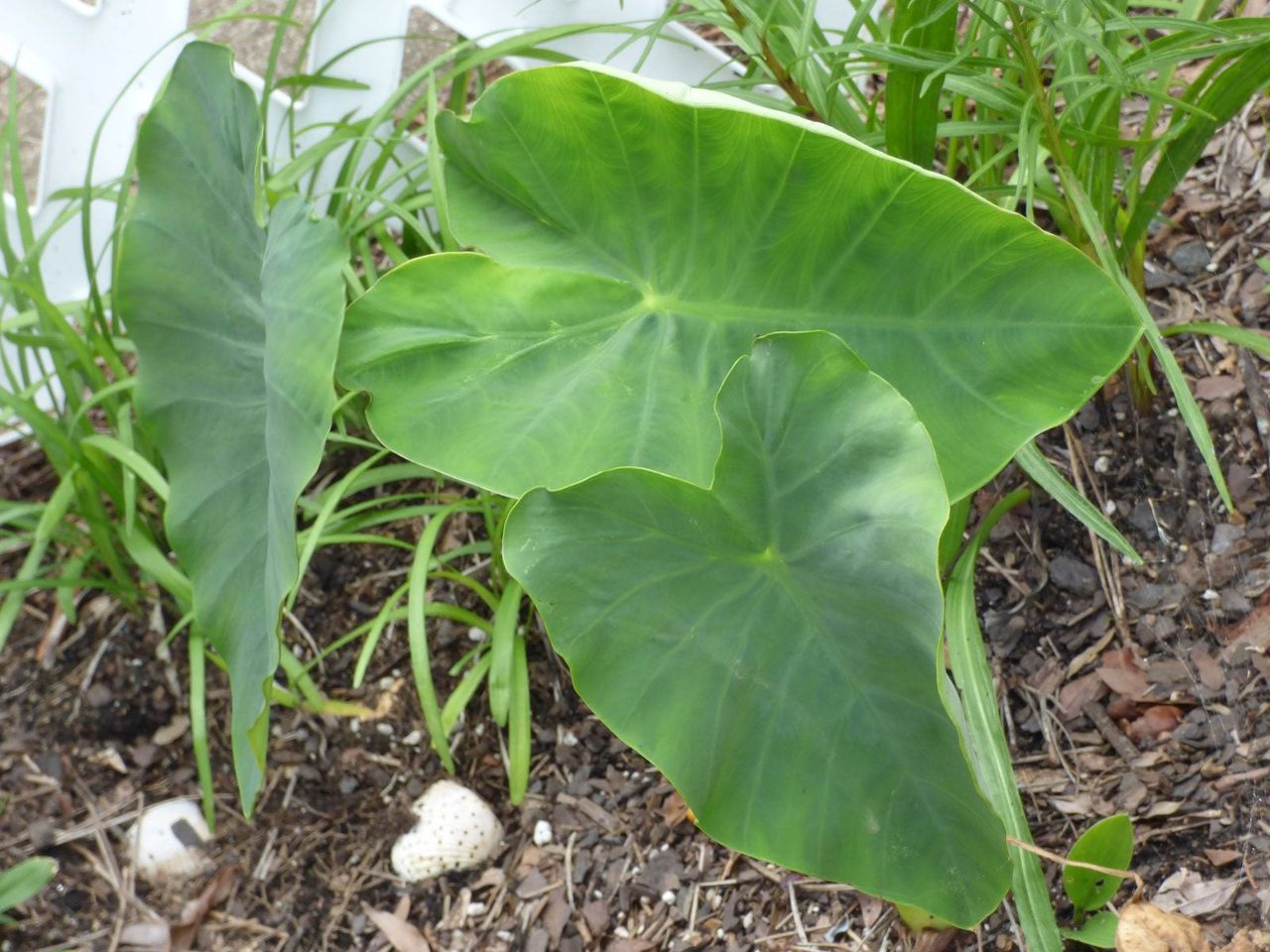 Large Green Elephant Ear Leaves